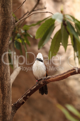 White-crested laughingthrush called Garrulax leucolophus