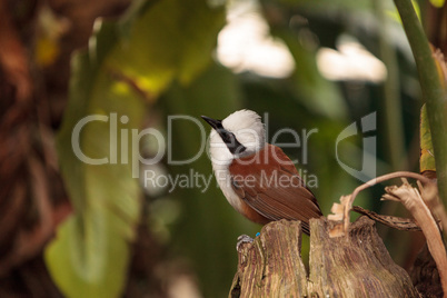 White-crested laughingthrush called Garrulax leucolophus