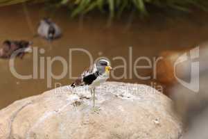 White-headed lapwing called Vanellus albiceps