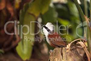 White-crested laughingthrush called Garrulax leucolophus