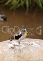 White-headed lapwing called Vanellus albiceps