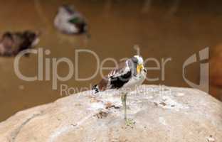 White-headed lapwing called Vanellus albiceps