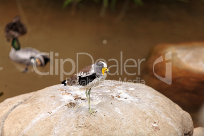 White-headed lapwing called Vanellus albiceps