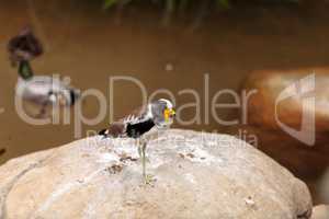 White-headed lapwing called Vanellus albiceps