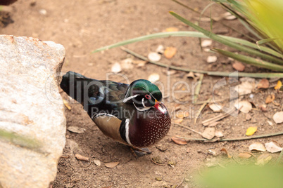 Wood duck called Aix sponsa