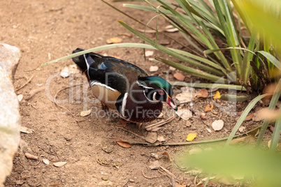 Wood duck called Aix sponsa