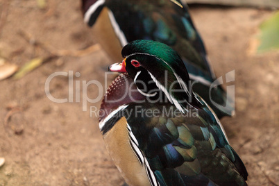 Wood duck called Aix sponsa