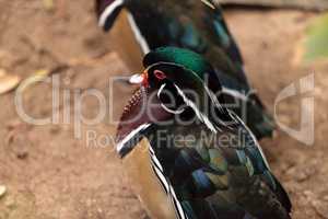 Wood duck called Aix sponsa