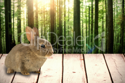 Composite image of close-up of brown bunny