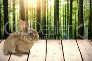 Composite image of close-up of brown bunny