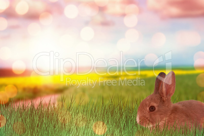 Composite image of bunny with polka dot easter eggs