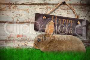 Composite image of side view of brown rabbit