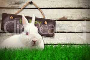 Composite image of rabbit over white background