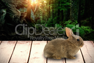 Composite image of close-up of bunny