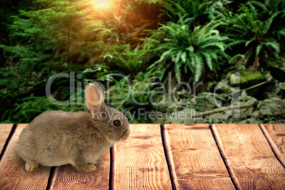 Composite image of close-up of brown easter bunny