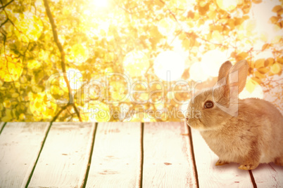 Composite image of close-up of brown bunny