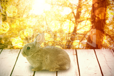 Composite image of close-up of bunny