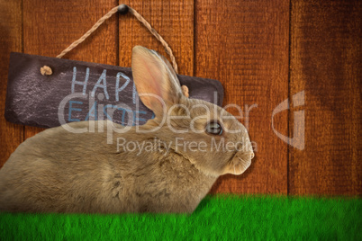 Composite image of side view of cute brown rabbit