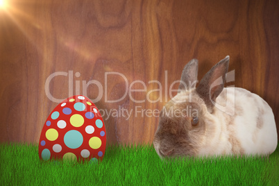 Composite image of portrait of brown rabbit sitting