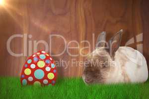 Composite image of portrait of brown rabbit sitting