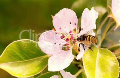 On flowers of pear bee collects nectar.