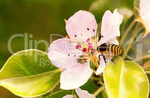 On flowers of pear bee collects nectar.