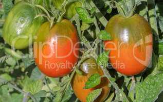 Tomatoes ripen on the branches of a Bush.