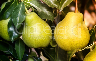 Appetizing ripe pears on a tree branch.