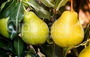 Appetizing ripe pears on a tree branch.