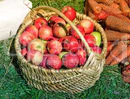 The apples in the basket are sold at the fair.