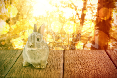 Composite image of close-up of easter bunny