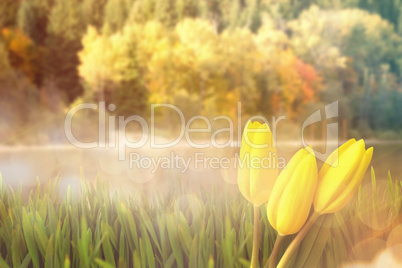Composite image of yellow tulips