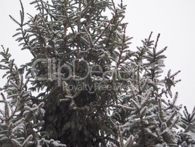 winter scene with snow background