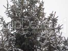 winter scene with snow background