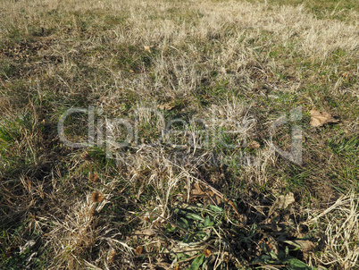 green grass texture background