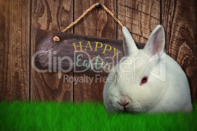 Composite image of rabbit on white background