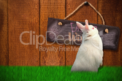 Composite image of rear view of cute rabbit