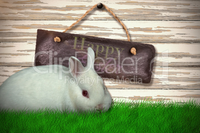 Composite image of portrait of cute white bunny