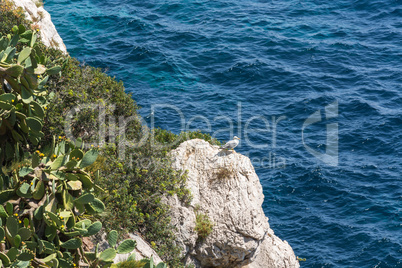 Seemöwe auf einem Felsvorsprung im Mittelmeerraum