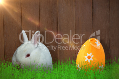 Composite image of rabbit against white background