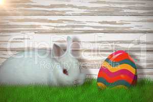 Composite image of portrait of cute white bunny