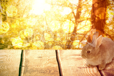 Composite image of close-up of brown easter bunny