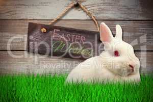 Composite image of close up portrait of cute rabbit