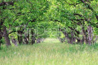 Old fruit orchard in spring