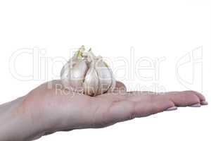 Garlic in hand