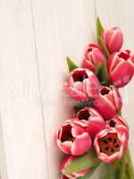 Beautiful tulips on white wood