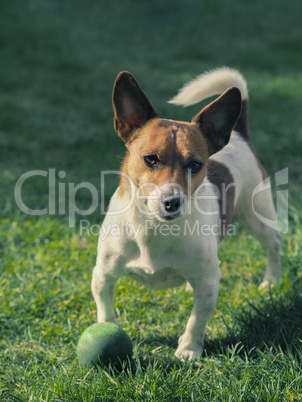 Cute dog with a ball