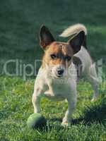 Cute dog with a ball