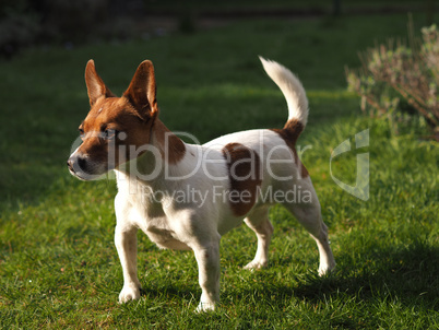 Jack Russell Terrier in a garden