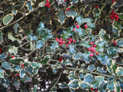 christmas Holly plant